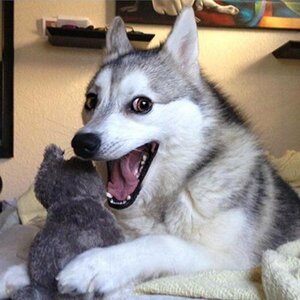 joke_husky
